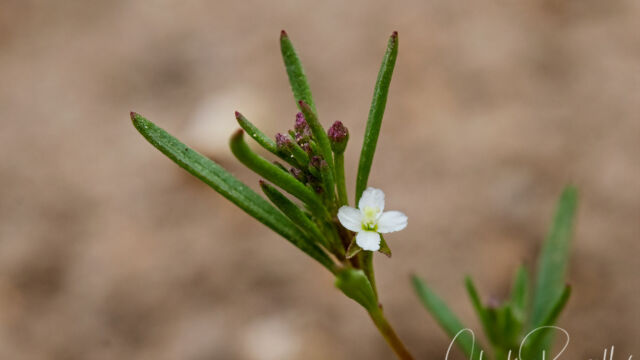 Gayophytum humile Dwarf groundsmoke, Gayophytum humile
