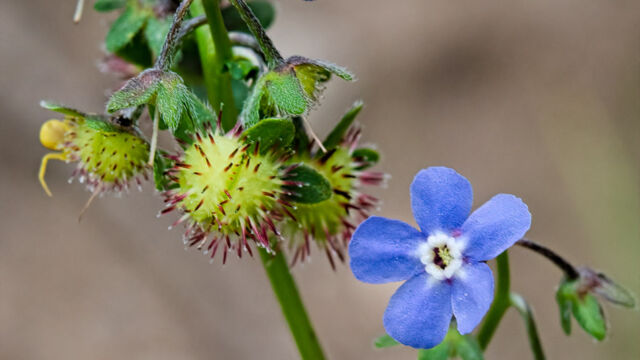 Hackelia micrantha Jessica's stickseed, Hackelia micrantha