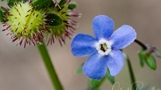 Hackelia micrantha Jessica's stickseed, Hackelia micrantha