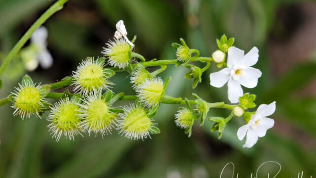 Hackelia californica California stickseed, Hackelia californica