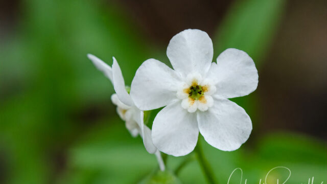 Hackelia californica California stickseed, Hackelia californica