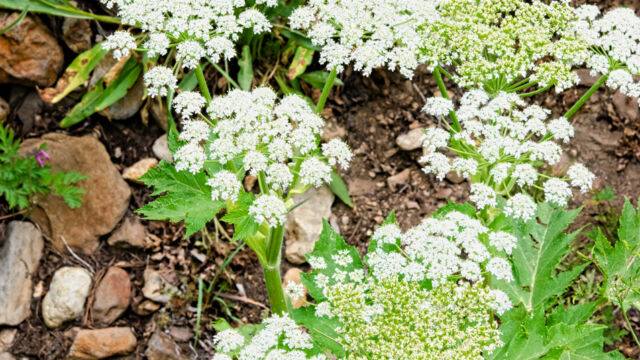Heracleum maximum Cow parsnip, Heracleum maximum