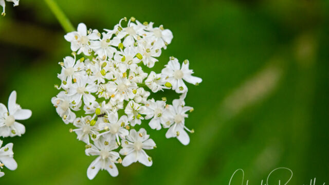 Heracleum maximum Cow parsnip, Heracleum maximum