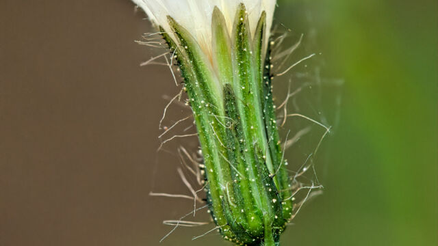 Hieracium albiflorum White flowered Hawkweed, Hieracium albiflorum