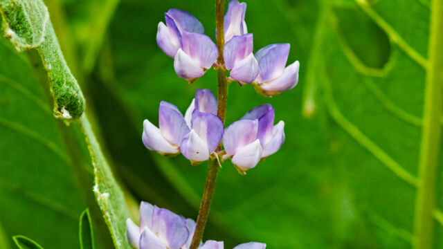 Lupinus arbustus Spur lupine, Lupinus arbustus