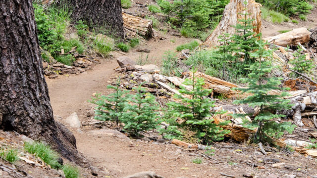 It starts off through mixed conifer Mill Creek Falls trail, It starts off through mixed conifer