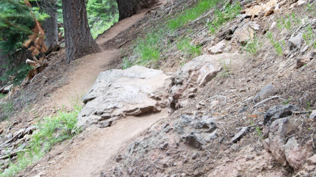 After the open hillsides you return to the mixed conifer forest. You will find a different selection of wildflowers here Mill Creek Falls trail, After the open hillsides you return to the mixed conifer forest. You will find a different selection of wildflowers here