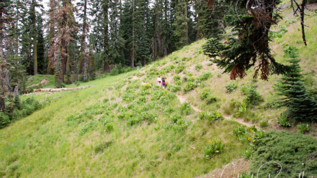 Several times you break out into hillside meadows Mill Creek Falls trail, Several times you break out into hillside meadows