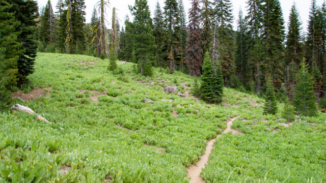 Masses of Balsamroot and Mules Ears Mill Creek Falls trail, Masses of Balsamroot and Mules Ears