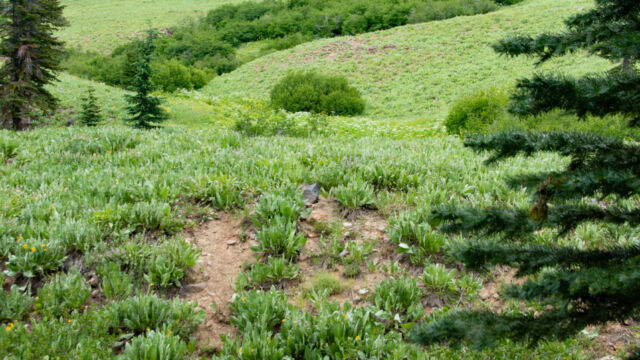 There is a small stream to cross, this is  great place for wildflowers. Look close along the trailside Mill Creek Falls trail. There is a small stream to cross, this is great place for wildflowers. Look close along the trailside