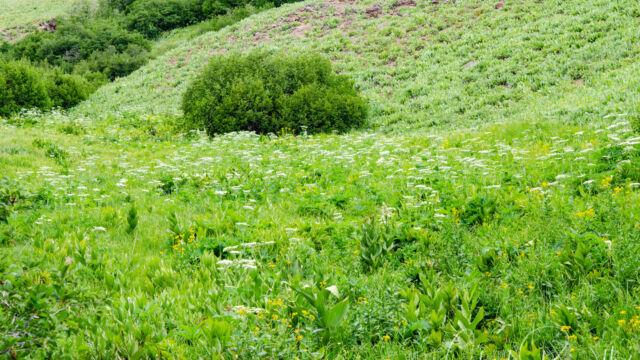 After a descent, you come to open hillside meadows full of flowers Mill Creek Falls trail. After a descent, you come to open hillside meadows full of flowers
