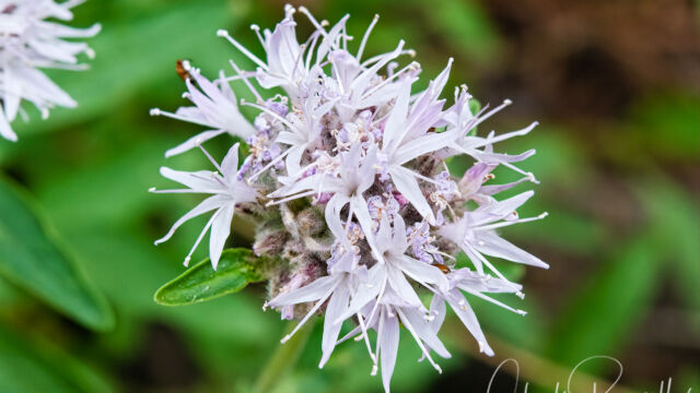 Monardella odoratissima Coyote Mint, Monardella odoratissima