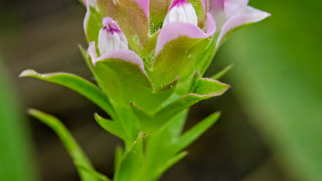 Orthocarpus cuspidatus ssp. cryptanthus Short flowered owl's clover, Orthocarpus cuspidatus ssp. cryptanthus
