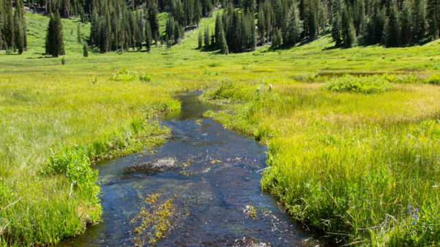 Paradise meadow Paradise Meadow trail