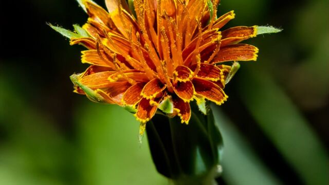 Agoseris aurantiaca var. aurantiaca Orange agoseris, Agoseris aurantiaca var. aurantiaca