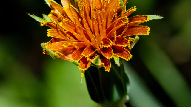 Agoseris aurantiaca var. aurantiaca Orange agoseris, Agoseris aurantiaca var. aurantiaca