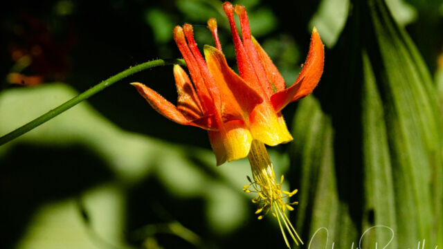Aquilegia formosa Crimson columbine, Aquilegia formosa