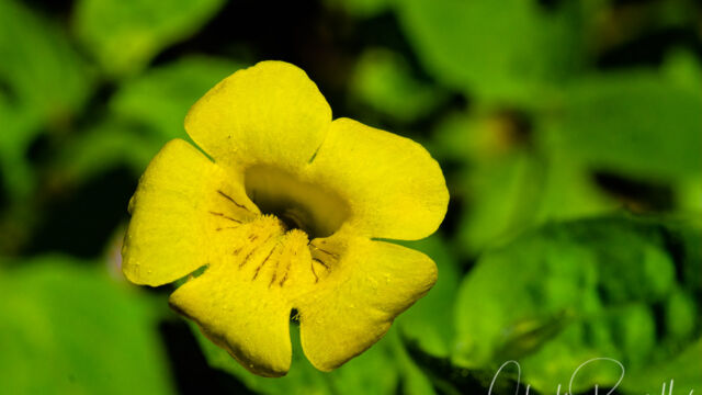 Erythranthe inodora Musk monkeyflower, Erythranthe inodora