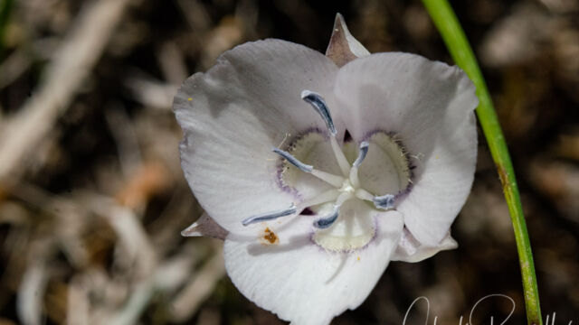 Calochortus nudus Naked mariposa lily, Calochortus nudus