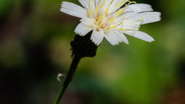 Hieracium albiflorum White hawkweed, Hieracium albiflorum