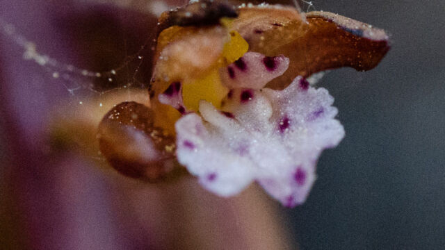 Corallorhiza maculata (a bit beat up) Spotted coralroot, Corallorhiza maculata