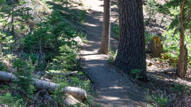 After awhile the trail gets into denser forest, and starts to climb rapidly Paradise Meadow trail