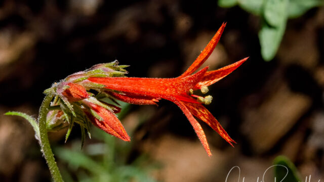 Ipomopsis aggregata Scarlet gilia, Ipomopsis aggregata