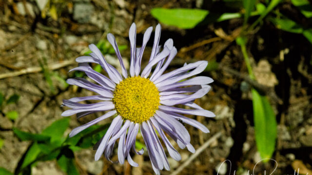 Symphyotrichum spathulatum Western mountain aster, Symphyotrichum spathulatum