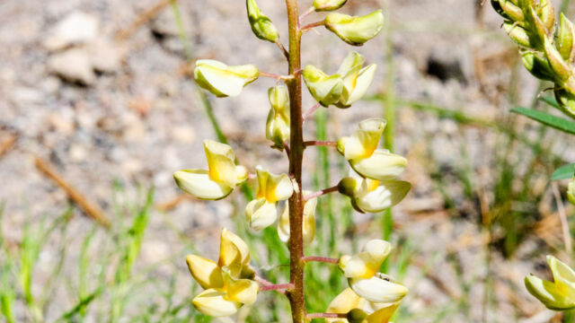 Lupinus angustiflorus Narrow flowered lupine, Lupinus angustiflorus