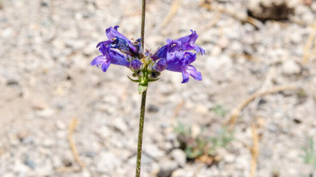 Penstemon gracilentus Slender penstemon, Penstemon gracilentus