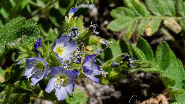 Polemonium californicum Jacob's ladder, Polemonium californicum