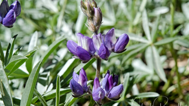 Lupinus obtusilobus Satin lupine, Lupinus obtusilobus