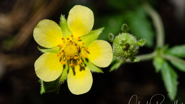 Drymocallis glandulosa Sticky cinquefoil, Drymocallis glandulosa
