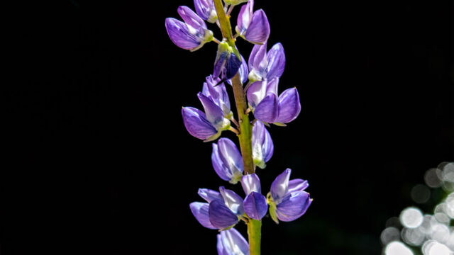 Lupinus polyphyllus var. burkei Burke's lupine, Lupinus polyphyllus var. burkei