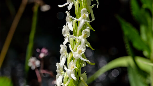 Platanthera dilatata var. leucostachys Sierra bog orchid, Platanthera dilatata var. leucostachys