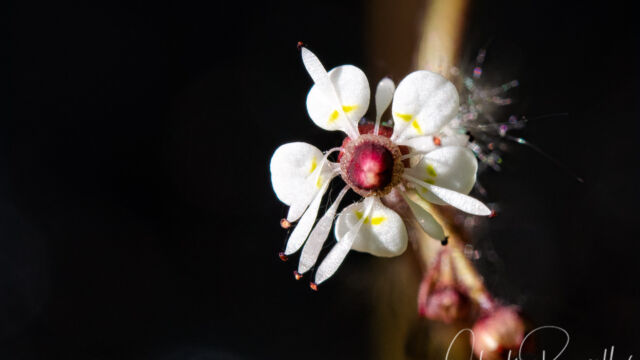 Micranthes odontoloma Brook saxifrage, Micranthes odontoloma
