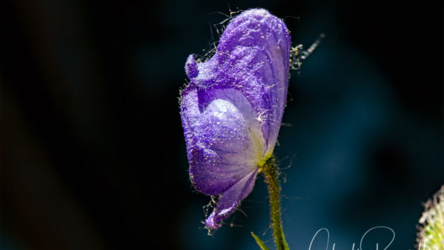 Aconitum columbianum ssp. columbianum Columbian monkshood, Aconitum columbianum ssp. columbianum