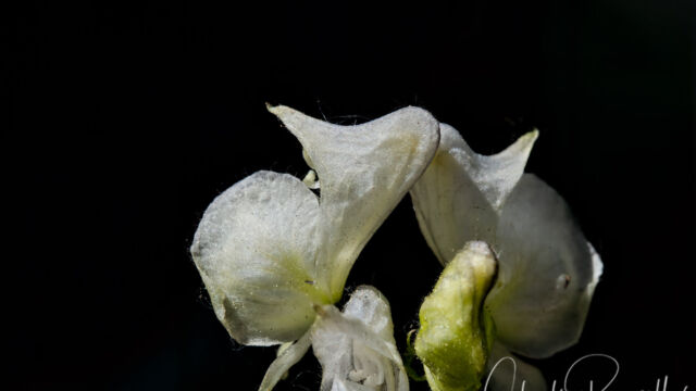 Aconitum columbianum ssp. columbianum Columbian monkshood, Aconitum columbianum ssp. columbianum