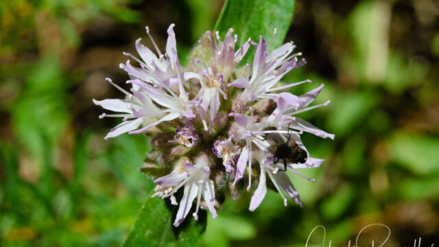 Monardella odoratissima Coyote mint, Monardella odoratissima