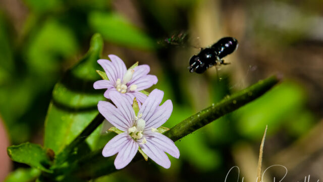 Epilobium glaberrimum ssp. glaberrimum Smooth willowherb, Epilobium glaberrimum ssp. glaberrimum