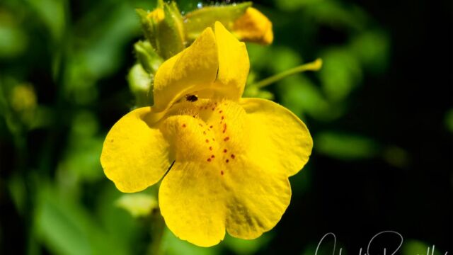 Erythranthe guttata Seep monkey flower, Erythranthe guttata