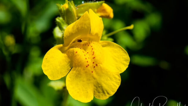 Erythranthe guttata Seep monkey flower, Erythranthe guttata