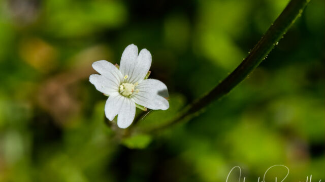 Epilobium lactiflorum White flowered willowherb, Epilobium lactiflorum