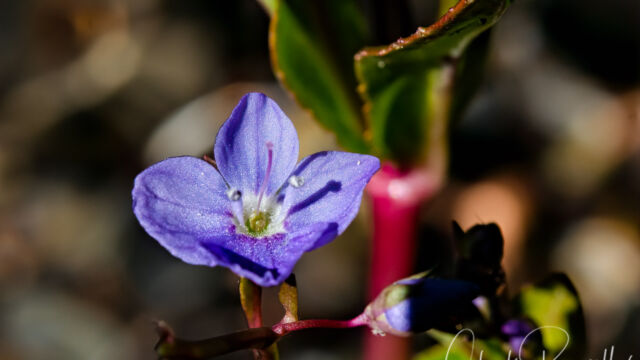 Veronica americana American speedwell, Veronica americana