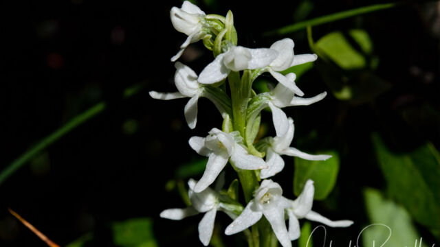 Platanthera dilatata var. leucostachys Sierra bog orchid, Platanthera dilatata var. leucostachys