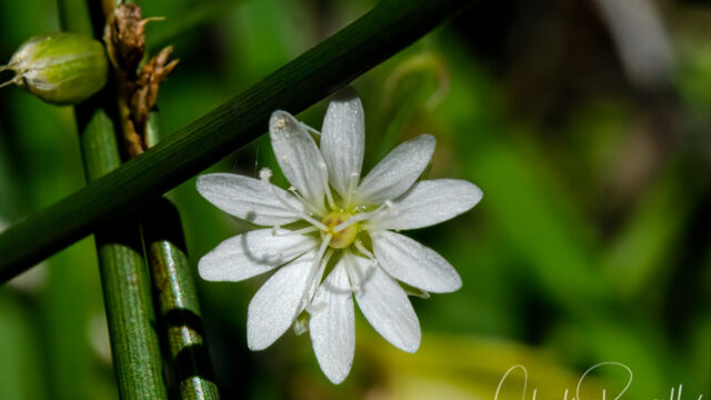 Stellaria longipes Longstalk starwort. Stellaria longipes