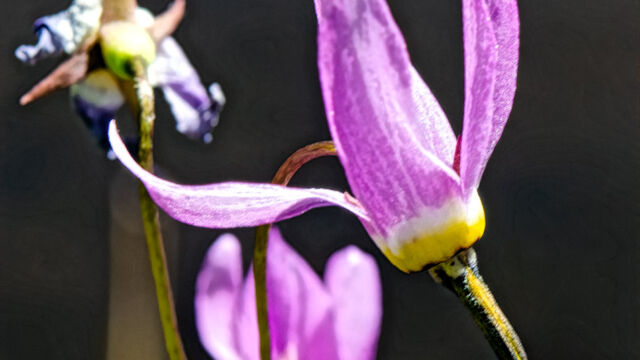 Primula tetrandra Alpine shooting star. Primula tetrandra