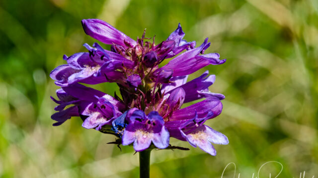 aka Mountain meadow penstemon, Penstemon rydbergii var. oreocharis Rydberg's penstemon, Penstemon rydbergii var. oreocharis