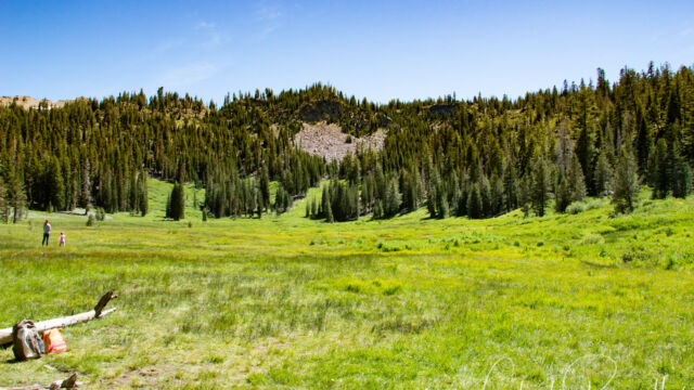 Paradise meadow opens up suddenly, as you emerge from the trees. The stream meanders through this meadow Paradise Meadow trail