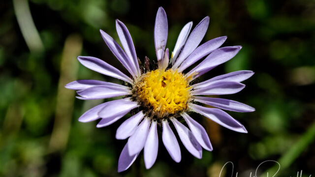 Oreostemma alpigenum var. andersonii Tundra aster, Oreostemma alpigenum var. andersonii